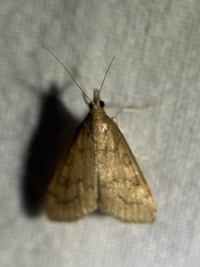 Udea rubigalis