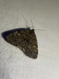 Idia aemula