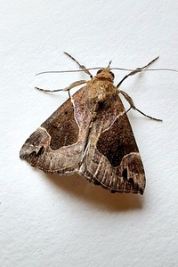 Hypena manalis
