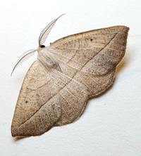 Eusarca confusaria