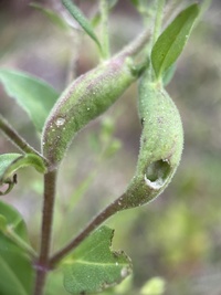 Eteobalea sexnotella