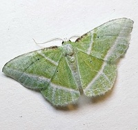 Dichorda iridaria
