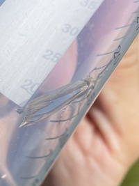 Crambus satrapellus
