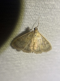 Crocidophora serratissimalis