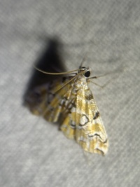 Elophila icciusalis