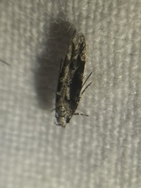 Coleotechnites florae