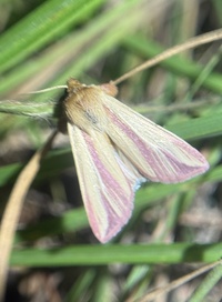 Dargida rubripennis