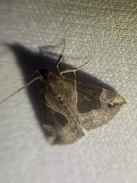 Hypena manalis