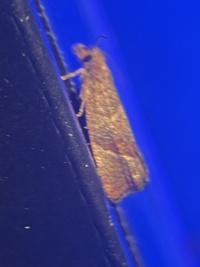 Pelochrista derelicta