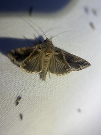 Chrysodeixis includens
