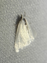Leptosteges vestaliella