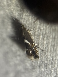 Diploschizia impigritella