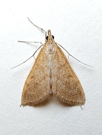 Saucrobotys futilalis