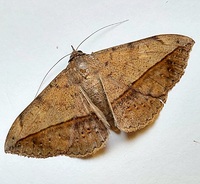 Anticarsia gemmatalis