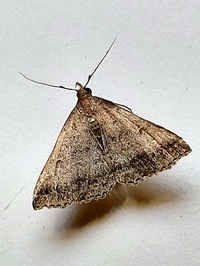 Tetanolita floridana
