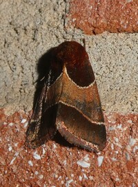 Schinia arcigera
