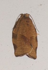 Choristoneura rosaceana