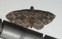Disclisioprocta stellata