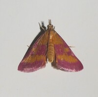 Pyrausta laticlavia