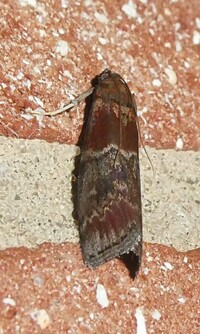 Euzophera ostricolorella