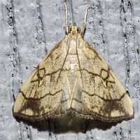 Evergestis pallidata