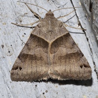 Caenurgina crassiuscula