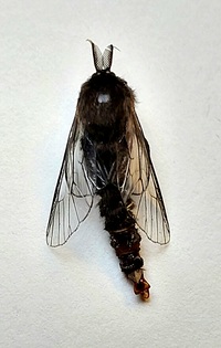 Thyridopteryx ephemeraeformis