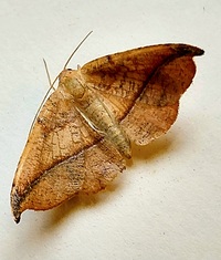 Patalene olyzonaria