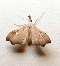 Redectis vitrea