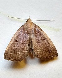 Zanclognatha cruralis
