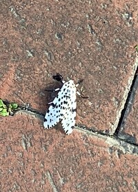 Hypercompe scribonia