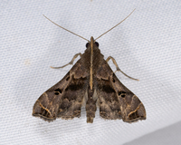 Palthis asopialis