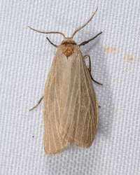 Crambidia lithosioides