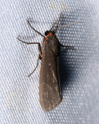 Virbia laeta