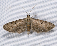 Eupithecia miserulata