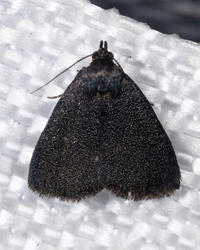 Idia rotundalis