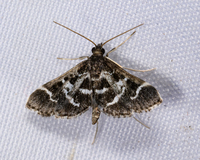 Diasemiodes janassialis