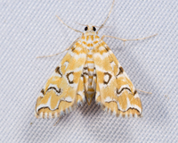 Elophila icciusalis
