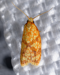 Sparganothis sulfureana