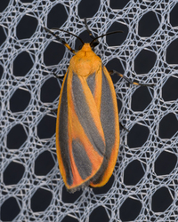 Hypoprepia miniata