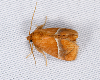 Lithacodes fasciola