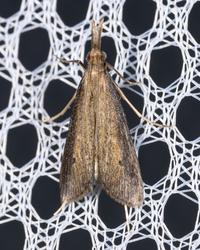 Donacaula unidentified species
