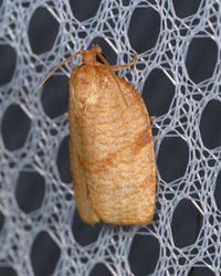 Choristoneura parallela