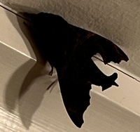 Enyo lugubris