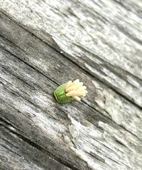 Lithacodes fasciola