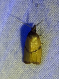 Sparganothis taracana