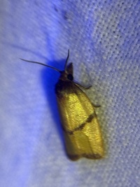 Sparganothis taracana