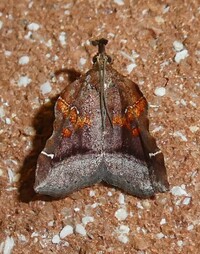 Clydonopteron sacculana