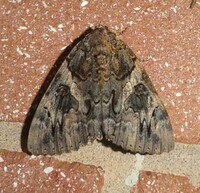 Catocala piatrix