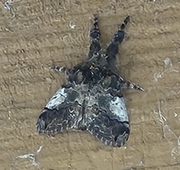 Dasychira meridionalis